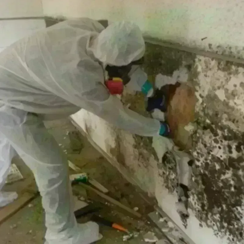 Mold Remediation and Removal in Scott County, KS